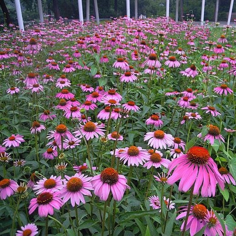 松果菊种子紫锥花景观花海四季易种多年生紫锥菊卉春秋播庭院
