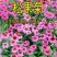 松果菊种子紫锥花景观花海四季易种多年生紫锥菊卉春秋播庭院