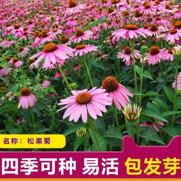 松果菊种子紫锥花景观花海四季易种多年生紫锥菊卉春秋播庭院