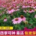 松果菊种子紫锥花景观花海四季易种多年生紫锥菊卉春秋播庭院