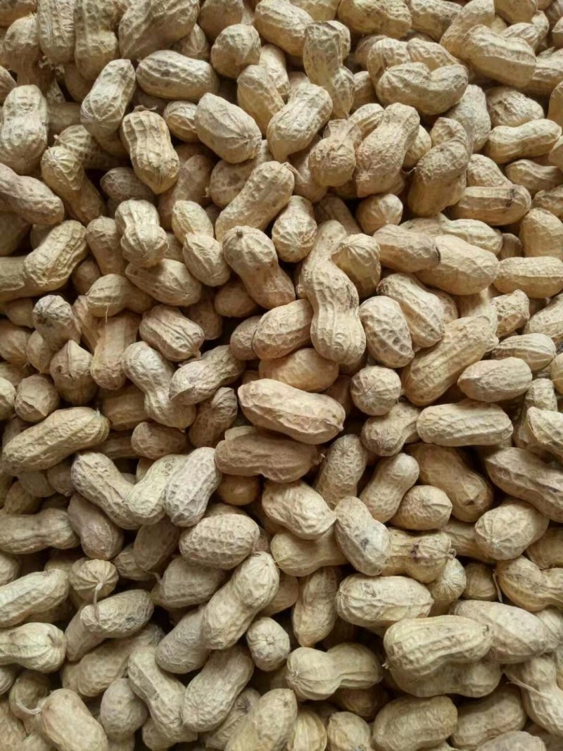 花生各种各样的电商美团档口直供。，有干果。鲜货。