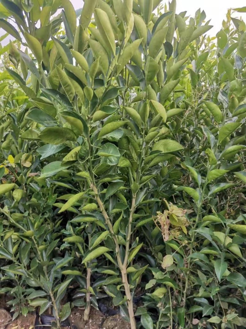 正宗红桔枮木嫁接大伦晚杯苗，种下就疯长的好苗