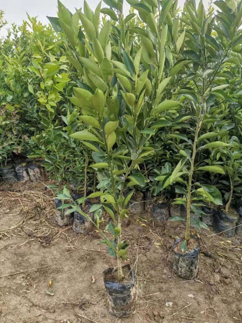 正宗红桔枮木嫁接大伦晚杯苗，种下就疯长的好苗