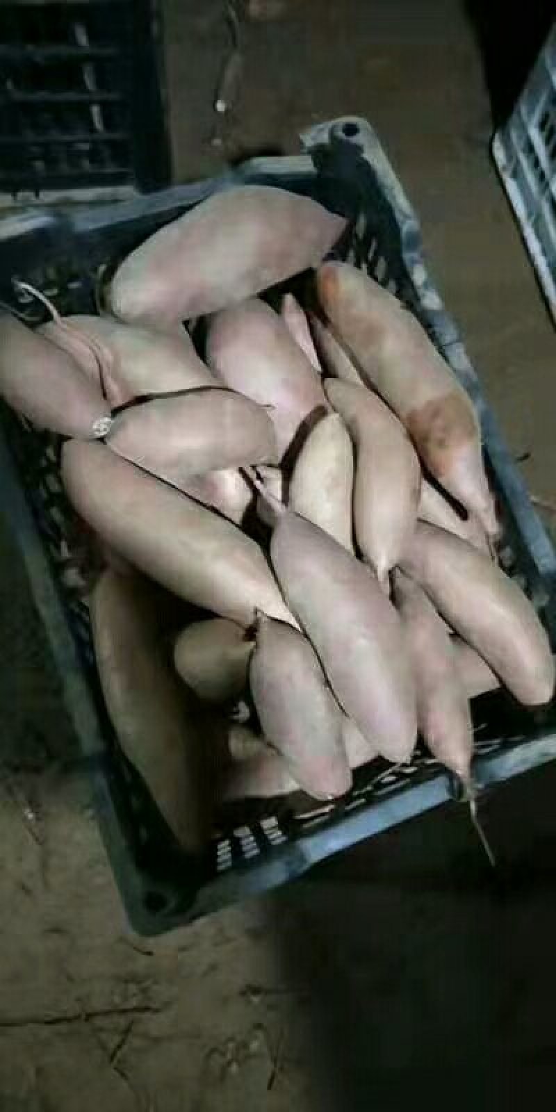 红薯精品红薯龙九西瓜红烟25量大从优质量优先