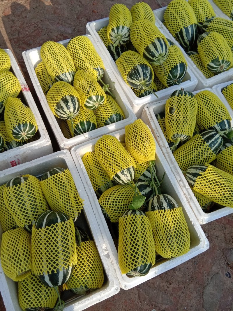 山东博洋九甜瓜皮薄味甜一手货源基地直发可视频看货