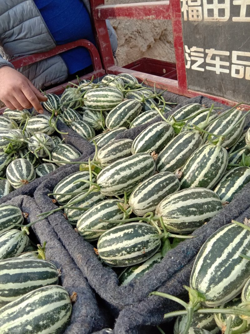 山东博洋九甜瓜皮薄味甜一手货源基地直发可视频看货