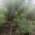 鸡冠刺桐，象牙红，四川鸡冠刺桐基地，成都象牙红批发价格