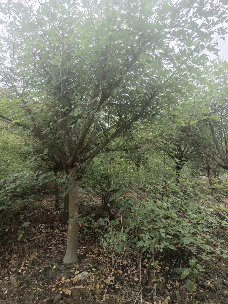鸡冠刺桐，象牙红，四川鸡冠刺桐基地，成都象牙红批发价格