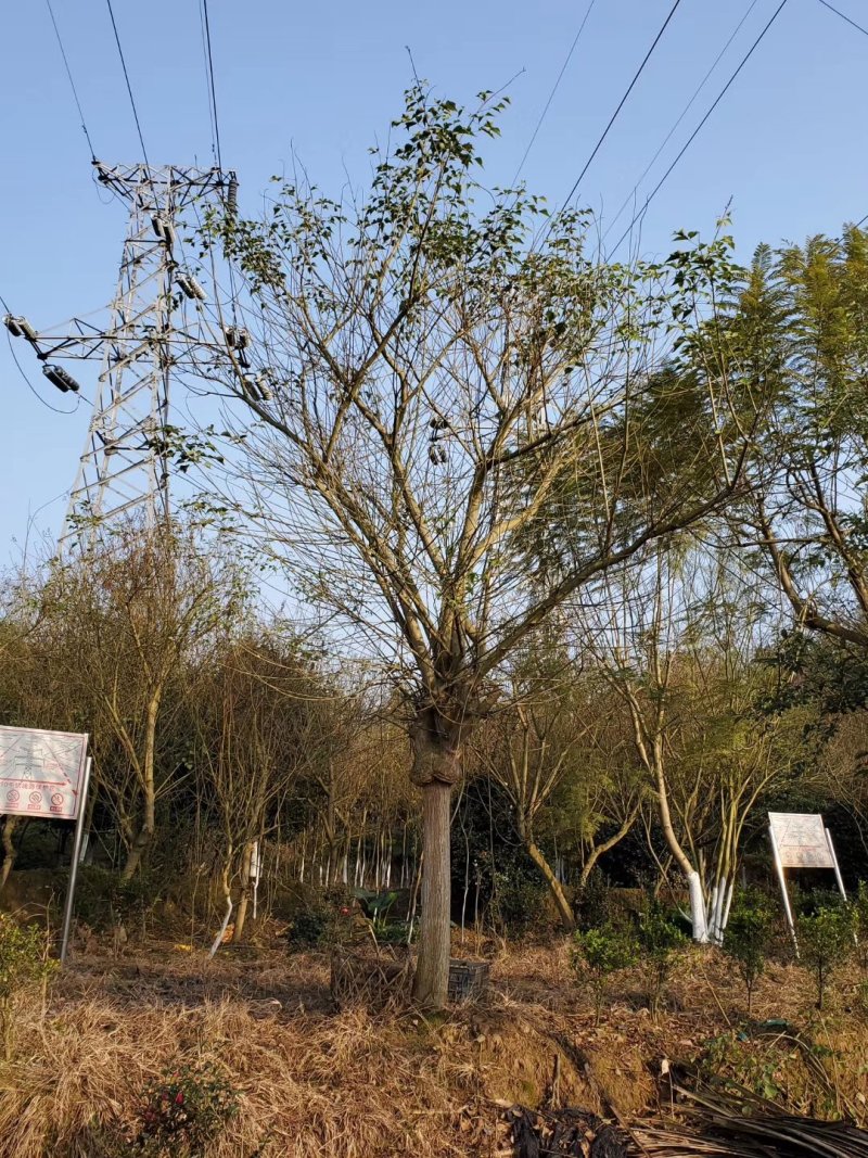 鸡冠刺桐，象牙红，四川鸡冠刺桐基地，成都象牙红批发价格