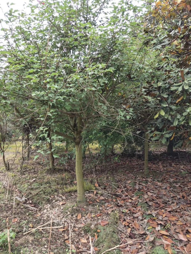 鸡冠刺桐，象牙红，四川鸡冠刺桐基地，成都象牙红批发价格