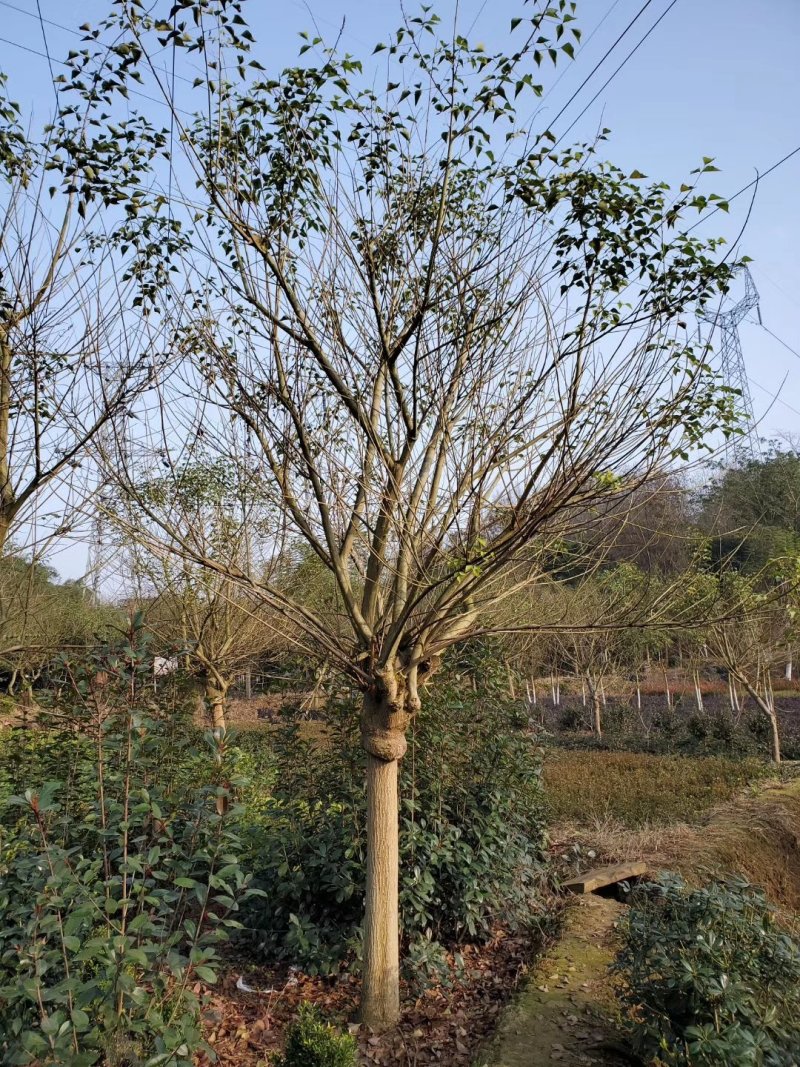鸡冠刺桐，象牙红，四川鸡冠刺桐基地，成都象牙红批发价格