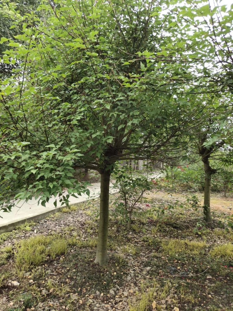 鸡冠刺桐，象牙红，四川鸡冠刺桐基地，成都象牙红批发价格