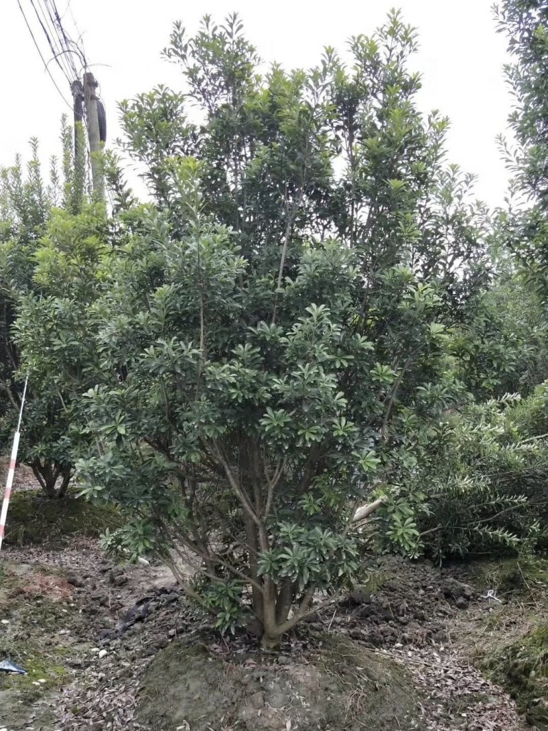 杨梅，树梅，四川杨梅基地出售，成都杨梅批发价格