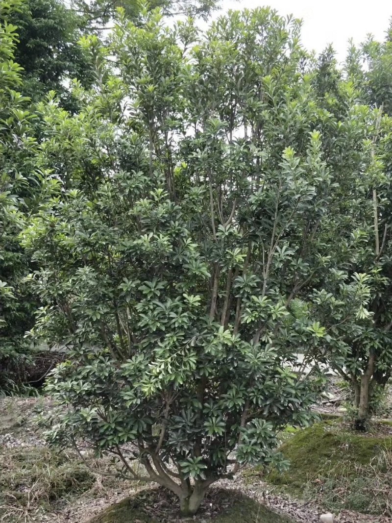 杨梅，树梅，四川杨梅基地出售，成都杨梅批发价格