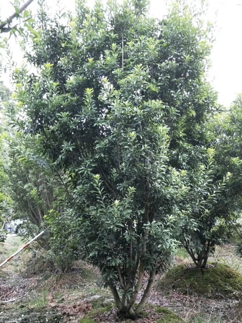 杨梅，树梅，四川杨梅基地出售，成都杨梅批发价格