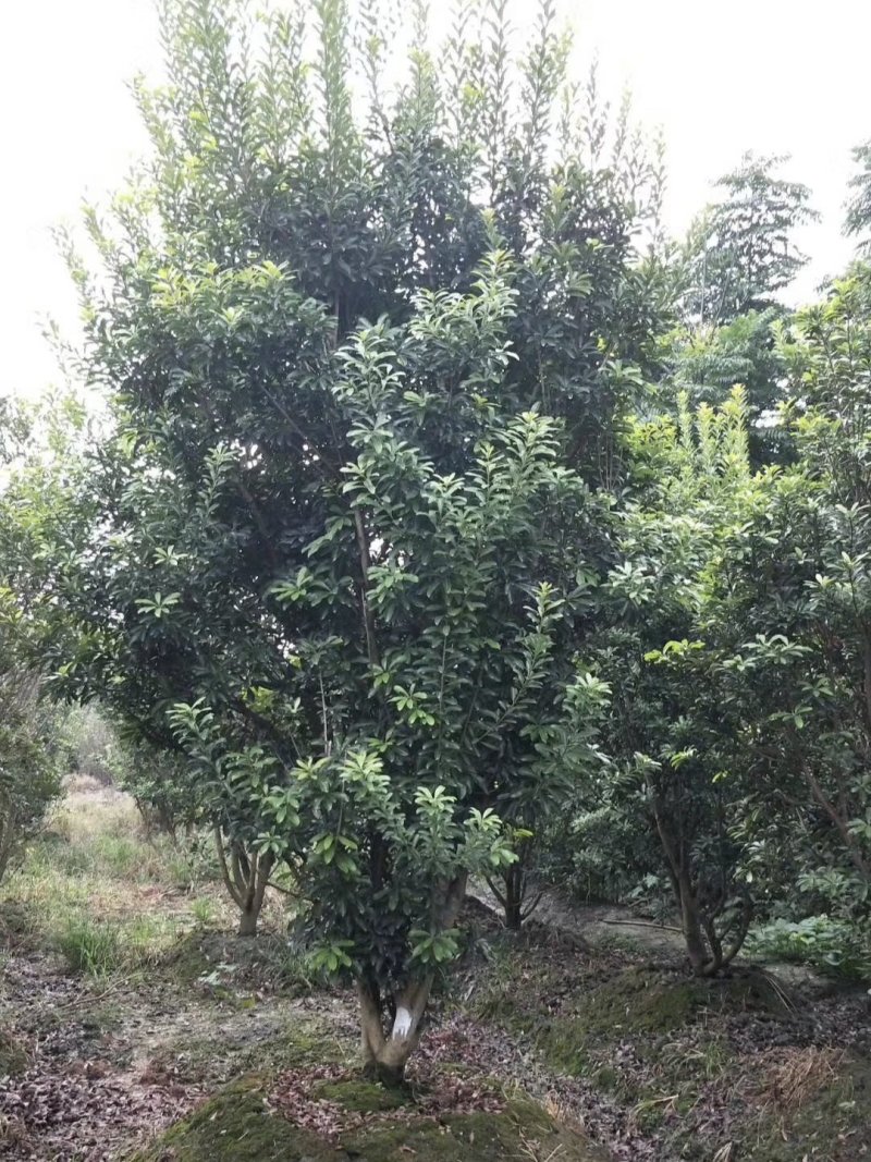 杨梅，树梅，四川杨梅基地出售，成都杨梅批发价格