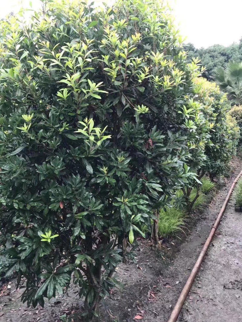 杨梅，树梅，四川杨梅基地出售，成都杨梅批发价格