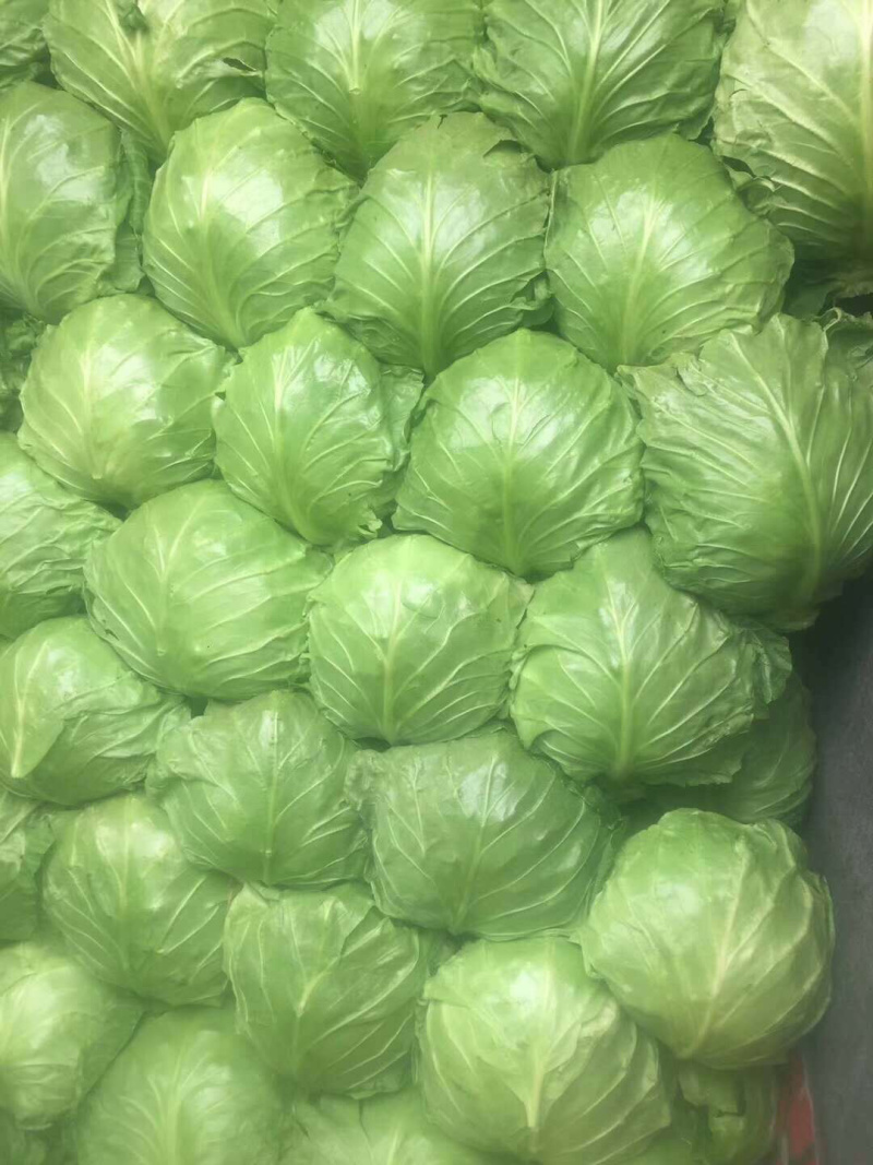暖棚甘蓝8398单颗二斤左右。形态均匀颜色绿