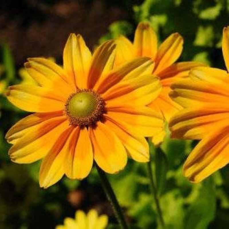 金光菊种子黄菊花种子黑眼菊多年生四季播种花卉菊花