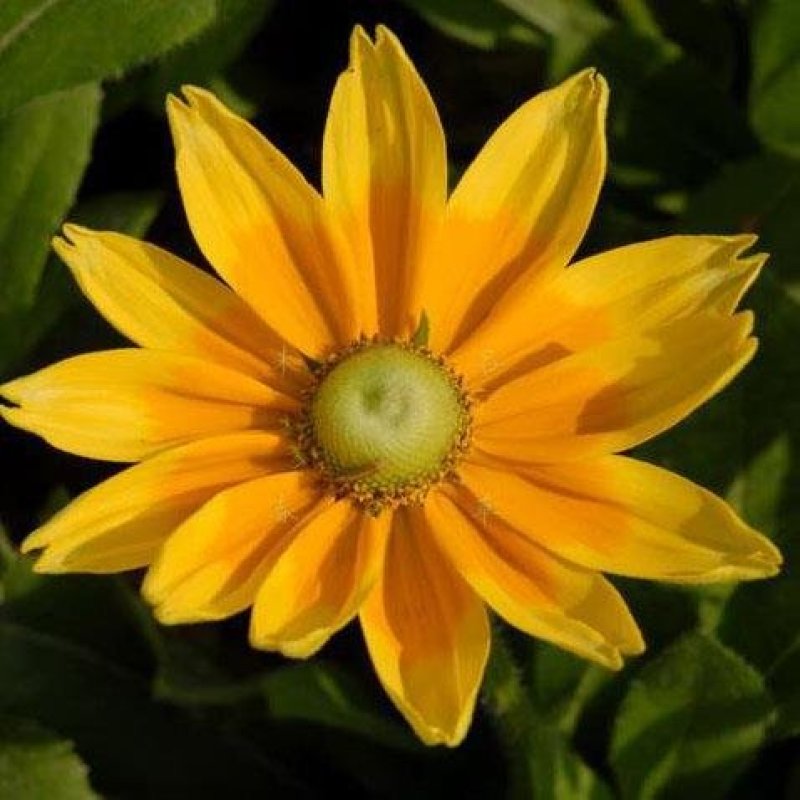 金光菊种子黄菊花种子黑眼菊多年生四季播种花卉菊花