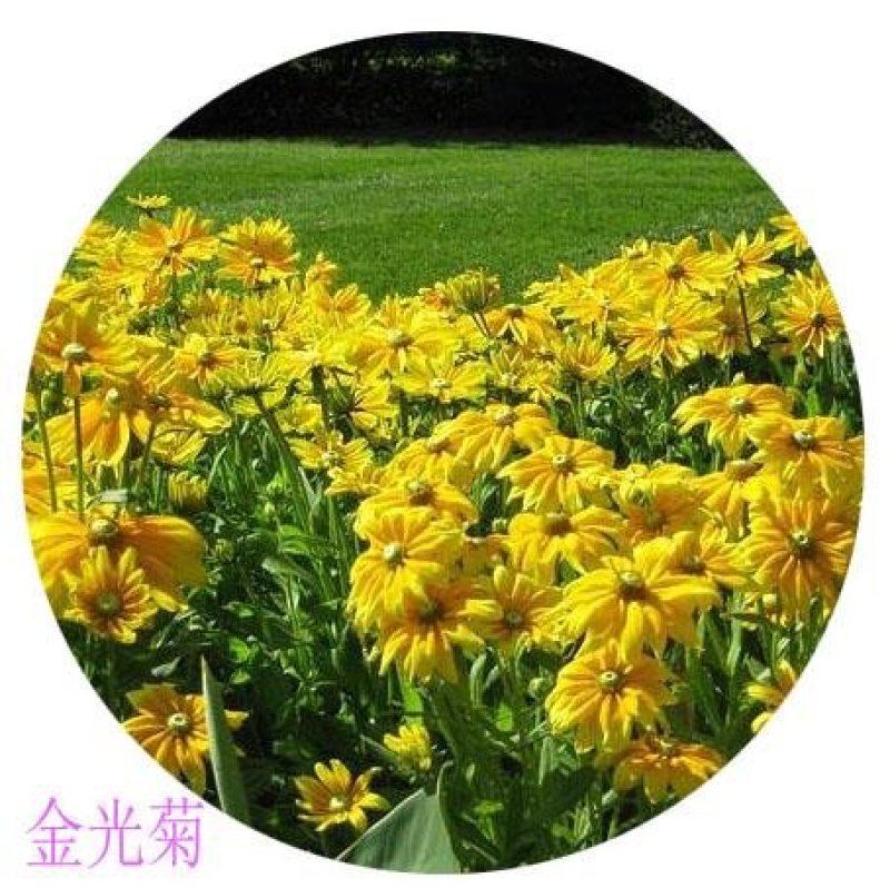 金光菊种子黄菊花种子黑眼菊多年生四季播种花卉菊花