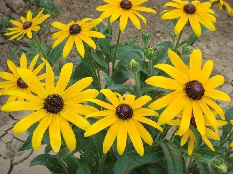 金光菊种子黄菊花种子黑眼菊多年生四季播种花卉菊花