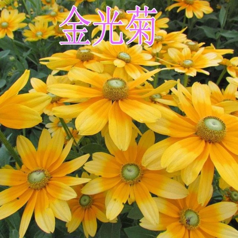 金光菊种子黄菊花种子黑眼菊多年生四季播种花卉菊花