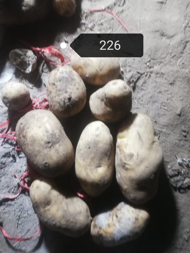 荷兰十五土豆基地大量上市颜色好个头大，三两起步，有上千亩