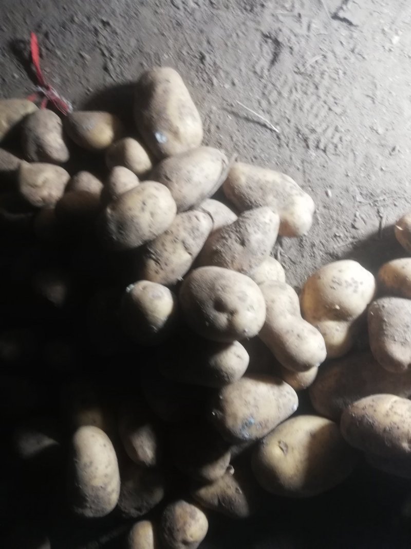 荷兰十五土豆基地大量上市颜色好个头大，三两起步，有上千亩