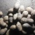 荷兰十五土豆基地大量上市颜色好个头大，三两起步，有上千亩
