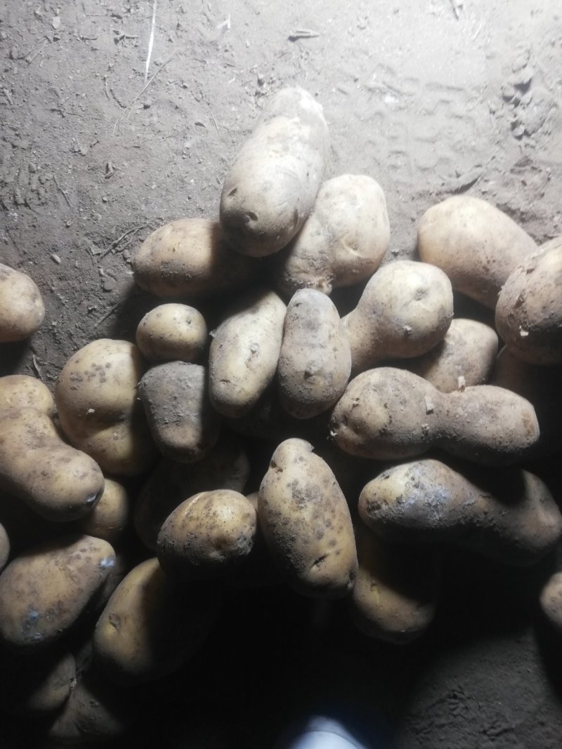荷兰十五土豆基地大量上市颜色好个头大，三两起步，有上千亩