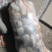 荷兰十五土豆基地大量上市颜色好个头大，三两起步，有上千亩