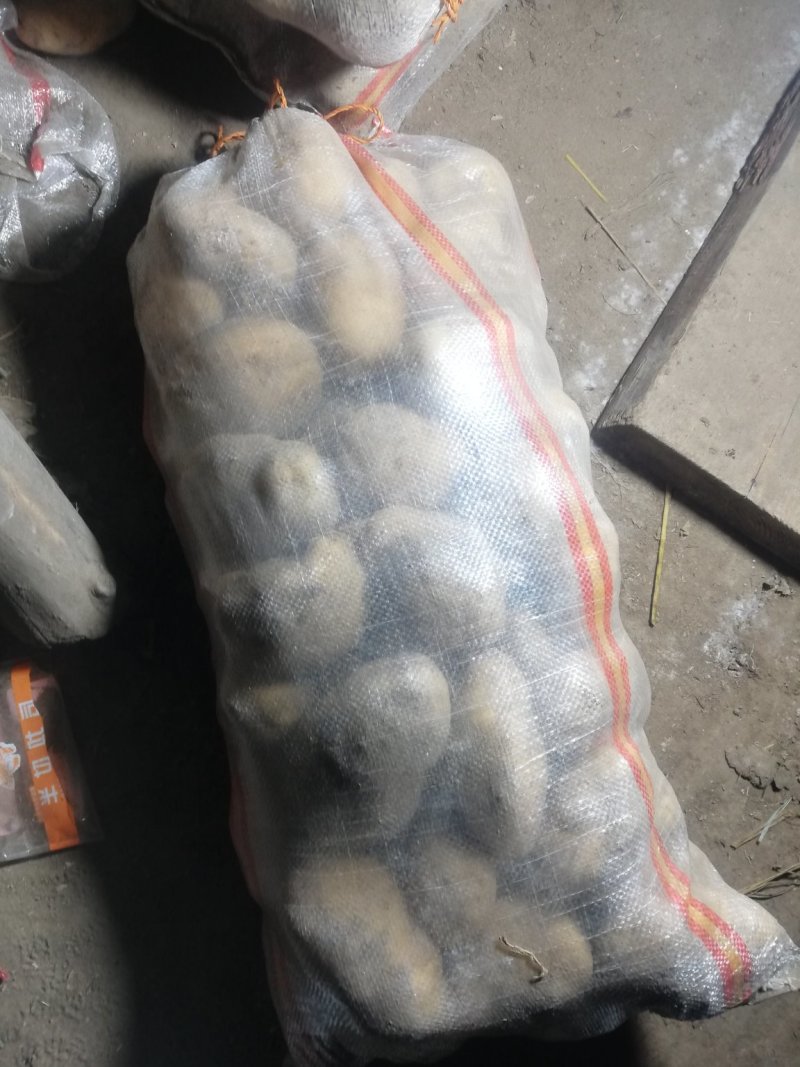 荷兰十五土豆基地大量上市颜色好个头大，三两起步，有上千亩