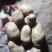 荷兰十五土豆基地大量上市颜色好个头大，三两起步，有上千亩