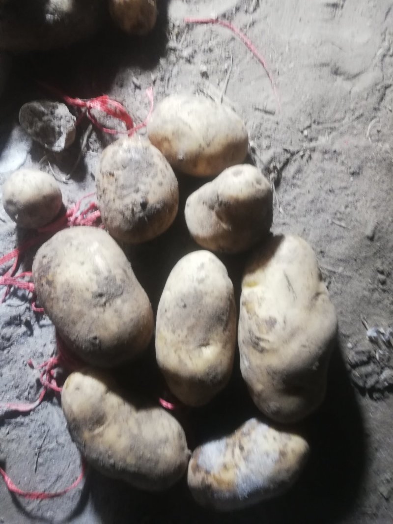 荷兰十五土豆基地大量上市颜色好个头大，三两起步，有上千亩
