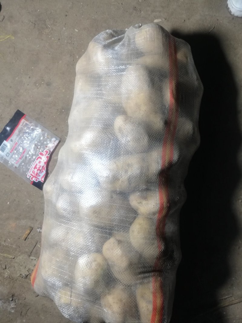 荷兰十五土豆基地大量上市颜色好个头大，三两起步，有上千亩
