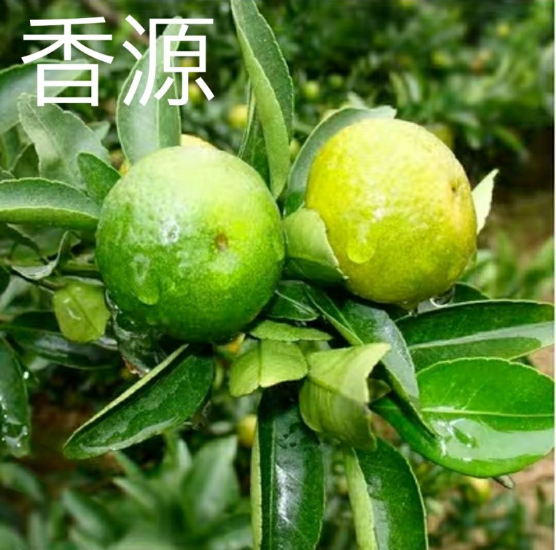 四会广元砂糖桔苗春见爱媛香源桔苗黄岩蜜橘苗南北方种植