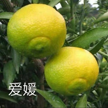 四会广元砂糖桔苗春见爱媛香源桔苗黄岩蜜橘苗南北方种植