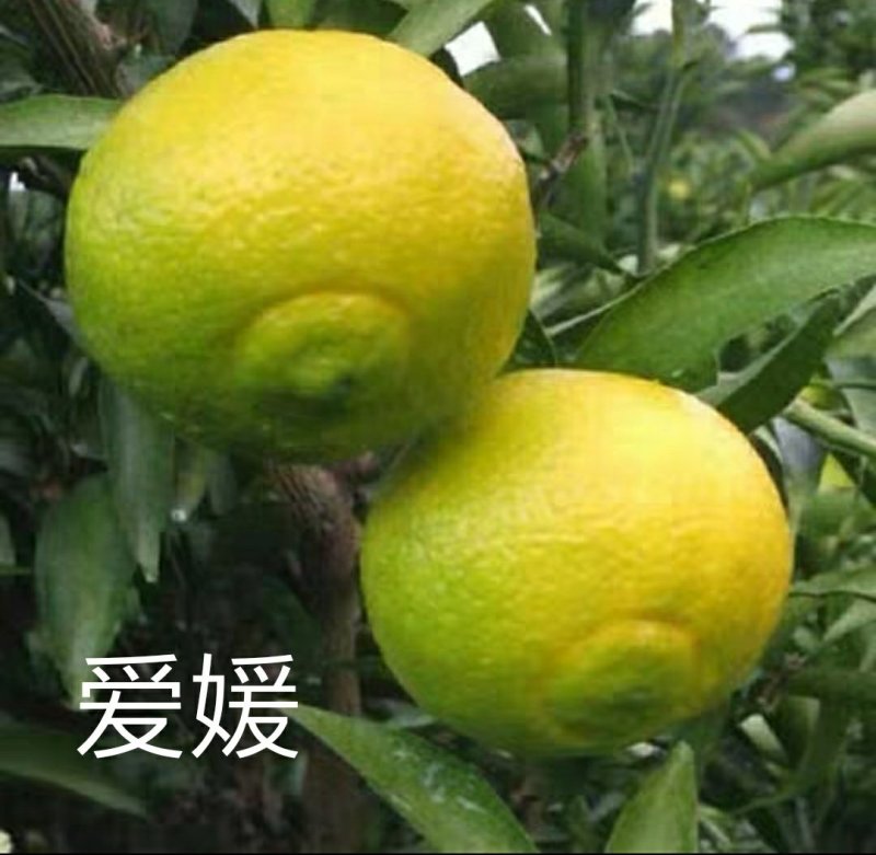 四会广元砂糖桔苗春见爱媛香源桔苗黄岩蜜橘苗南北方种植