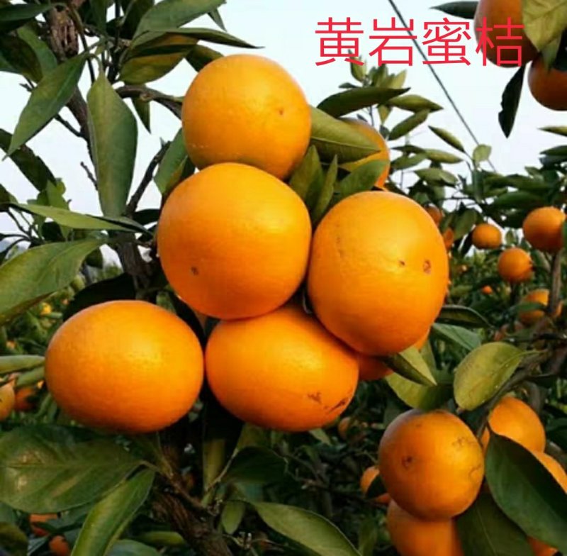四会广元砂糖桔苗春见爱媛香源桔苗黄岩蜜橘苗南北方种植