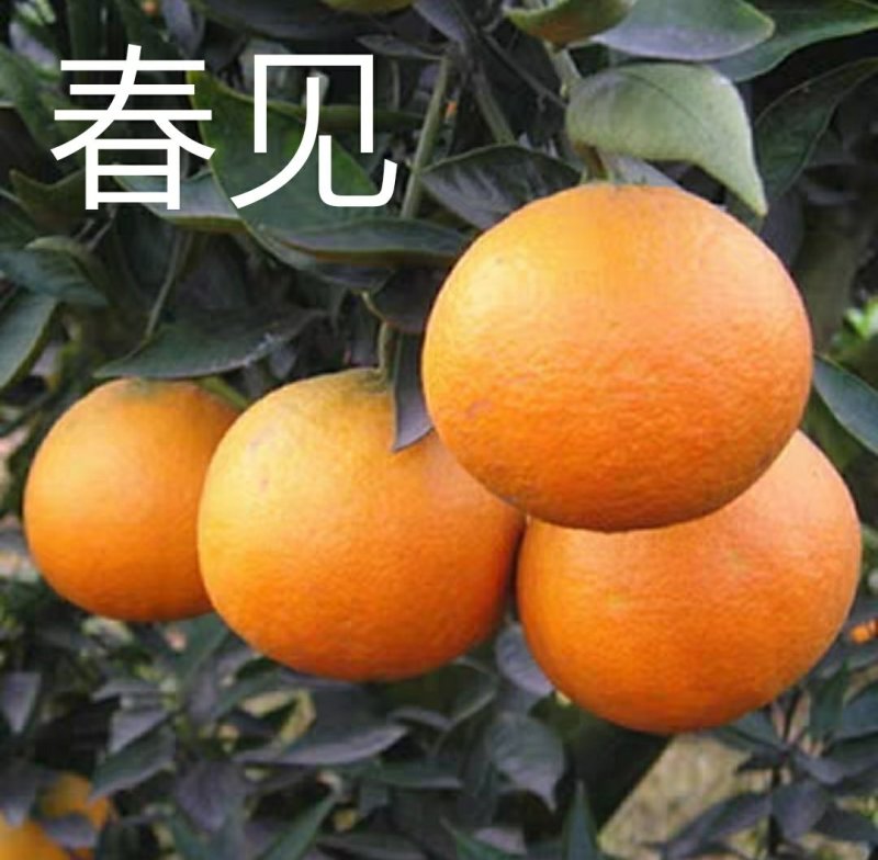 四会广元砂糖桔苗春见爱媛香源桔苗黄岩蜜橘苗南北方种植
