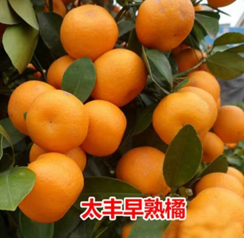 四会广元砂糖桔苗春见爱媛香源桔苗黄岩蜜橘苗南北方种植