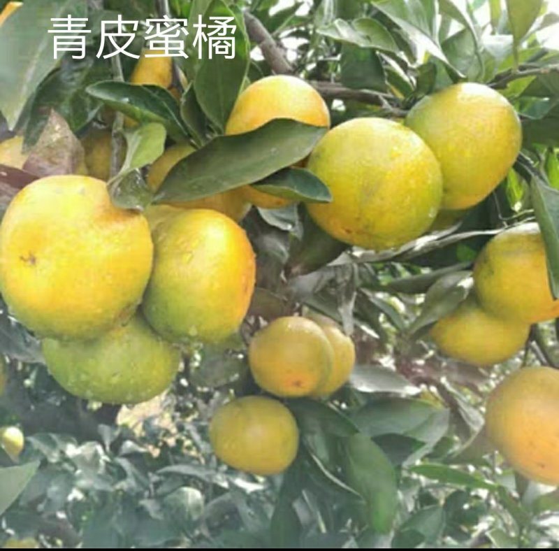四会广元砂糖桔苗春见爱媛香源桔苗黄岩蜜橘苗南北方种植