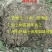 四会广元砂糖桔苗春见爱媛香源桔苗黄岩蜜橘苗南北方种植