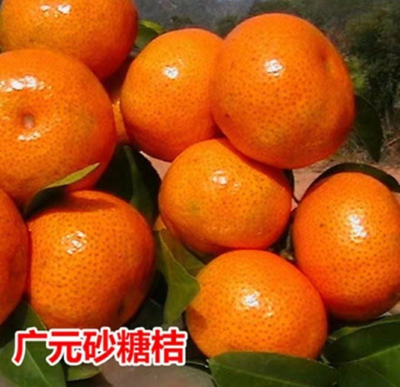 四会广元砂糖桔苗春见爱媛香源桔苗黄岩蜜橘苗南北方种植