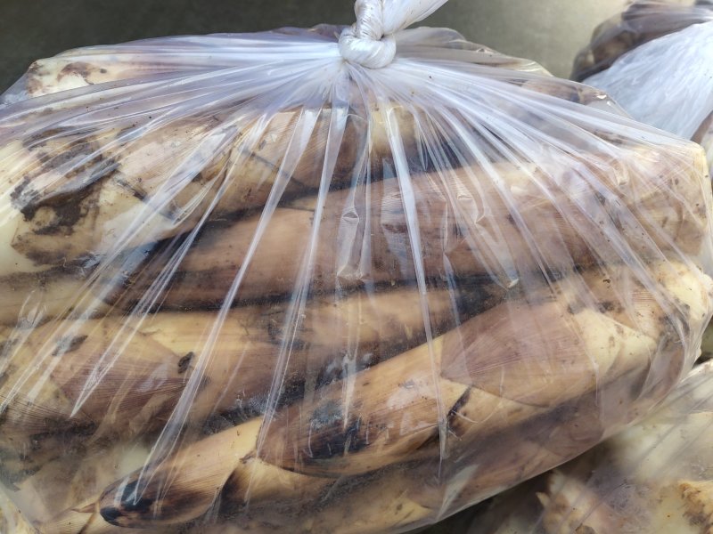 莫干山早园笋自家春笋新鲜现挖