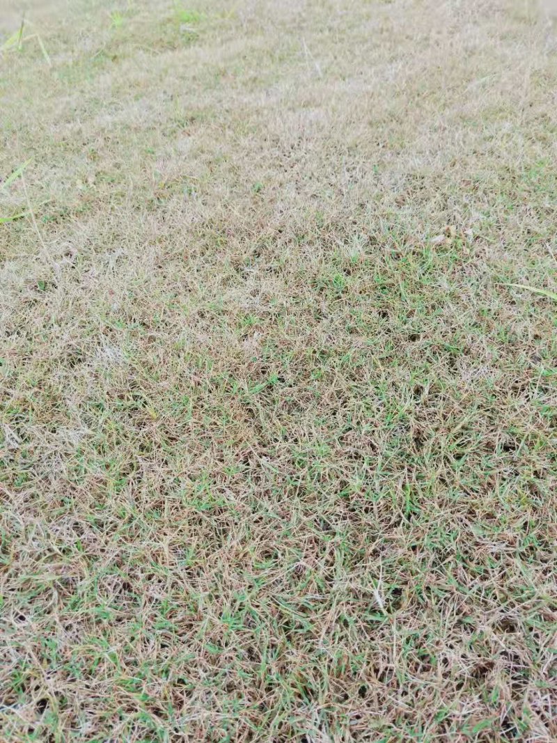 草坪草皮绿化草坪批发百慕大草台湾二号马尼拉草混播草