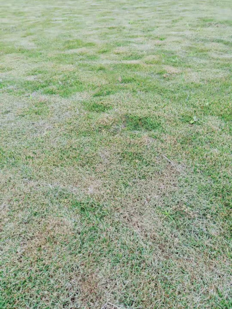 草坪草皮绿化草坪批发百慕大草台湾二号马尼拉草混播草