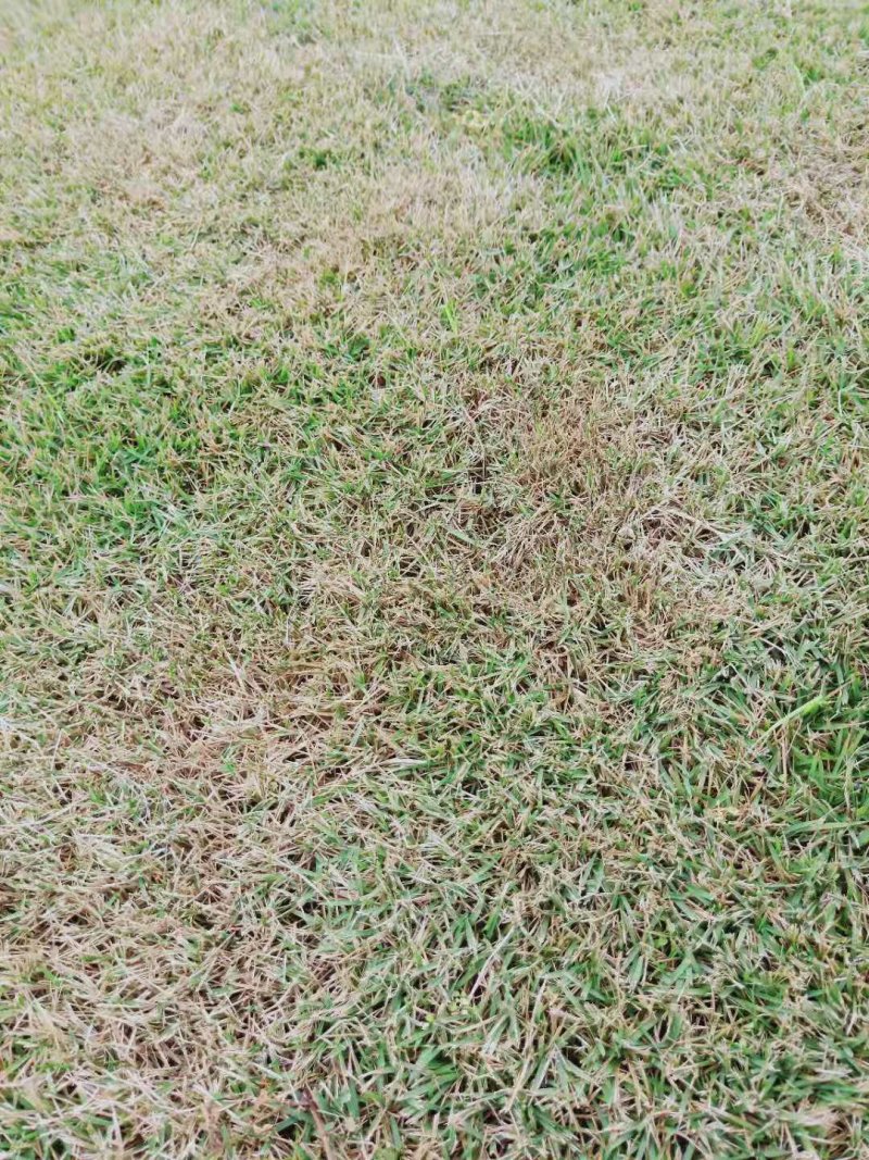 草坪草皮绿化草坪批发百慕大草台湾二号马尼拉草混播草