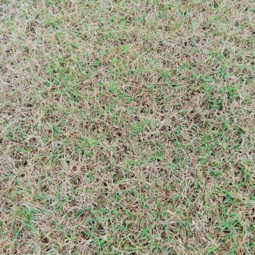 草坪草皮绿化草坪批发百慕大草台湾二号马尼拉草混播草